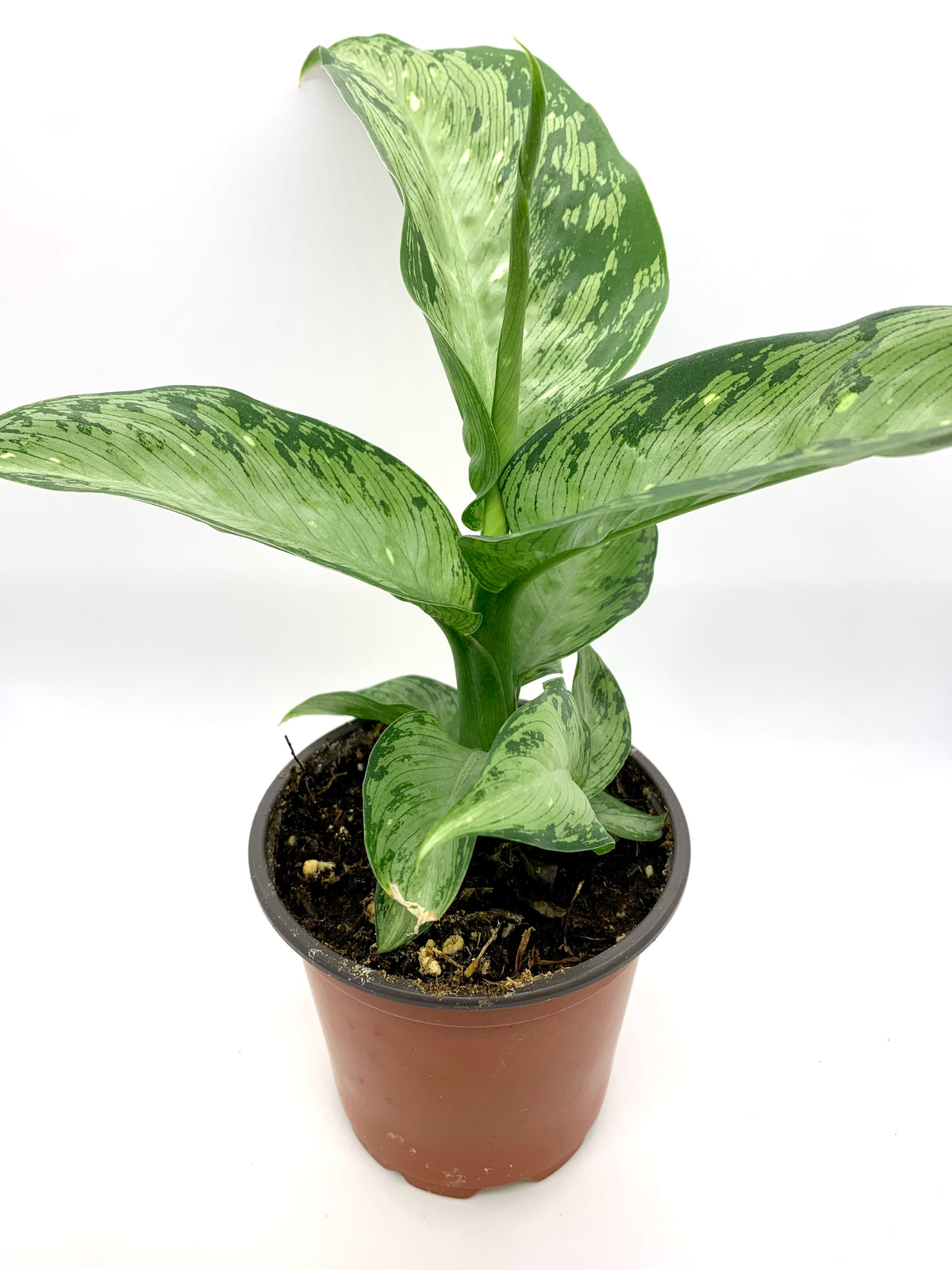 dieffenbachia memoria corsii vs tiki Dieffenbachia Tiki 4'' — Cactus en Ligne