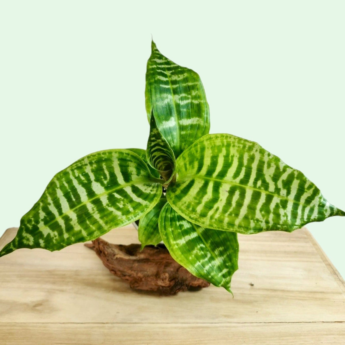 〉〉希少〈〈 Dracaena 'goldieana' 4号 Dracaena Goldieana 4