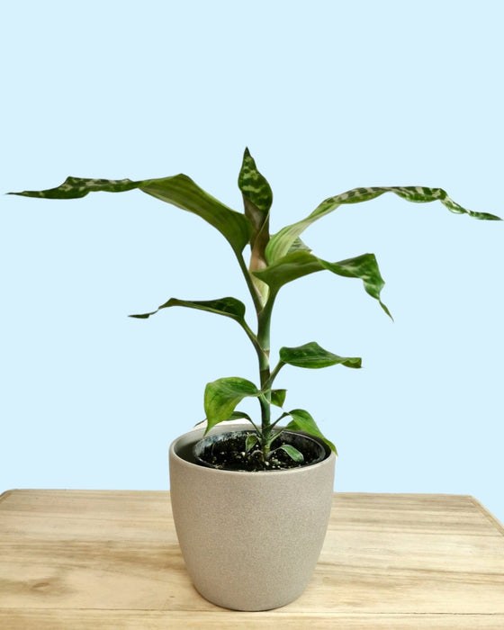 dracaena goldieana Dracaena Goldieana 4" — Cactus en Ligne