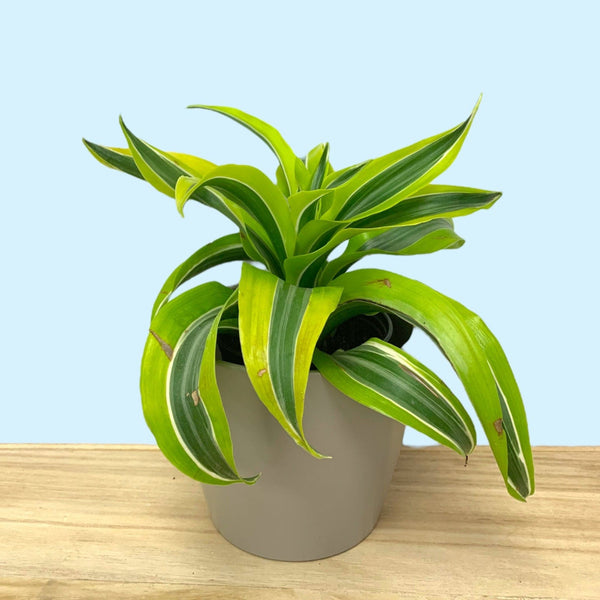 dracaena warneckii Dracaena Warneckii Lemon Lime — Cactus en Ligne