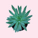 Dudleya Nubigena - Cactus en ligne