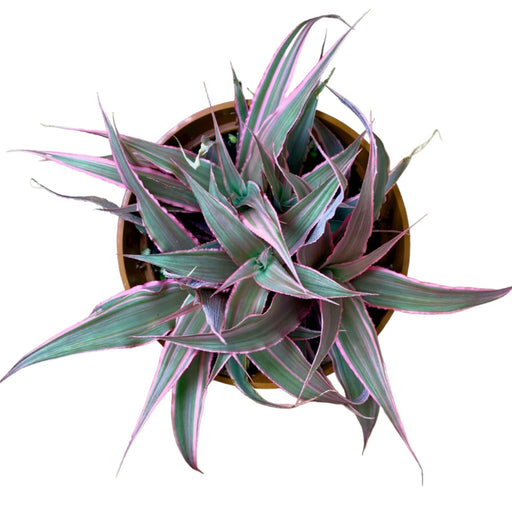 Earth Star - Cactus en ligne