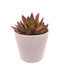 Ecehveria Agavoides Taurus 6" - Cactus en ligne