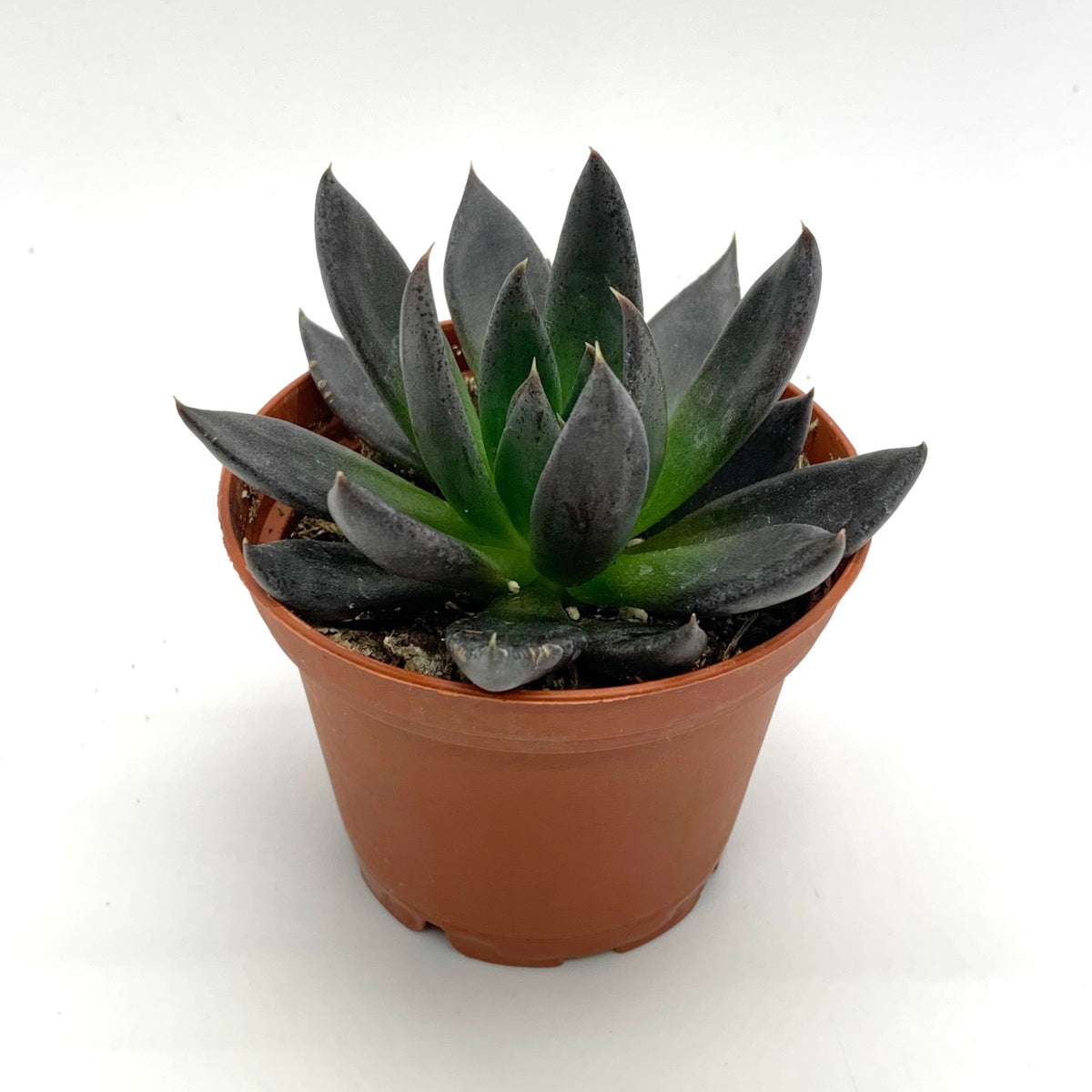 Echeveria Black Knight — Cactus en Ligne