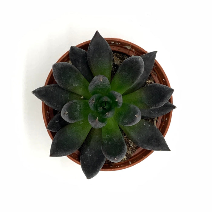 black knight black prince succulent Echeveria Black Knight — Cactus en Ligne