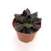 Echeveria Black Prince - Cactus en ligne