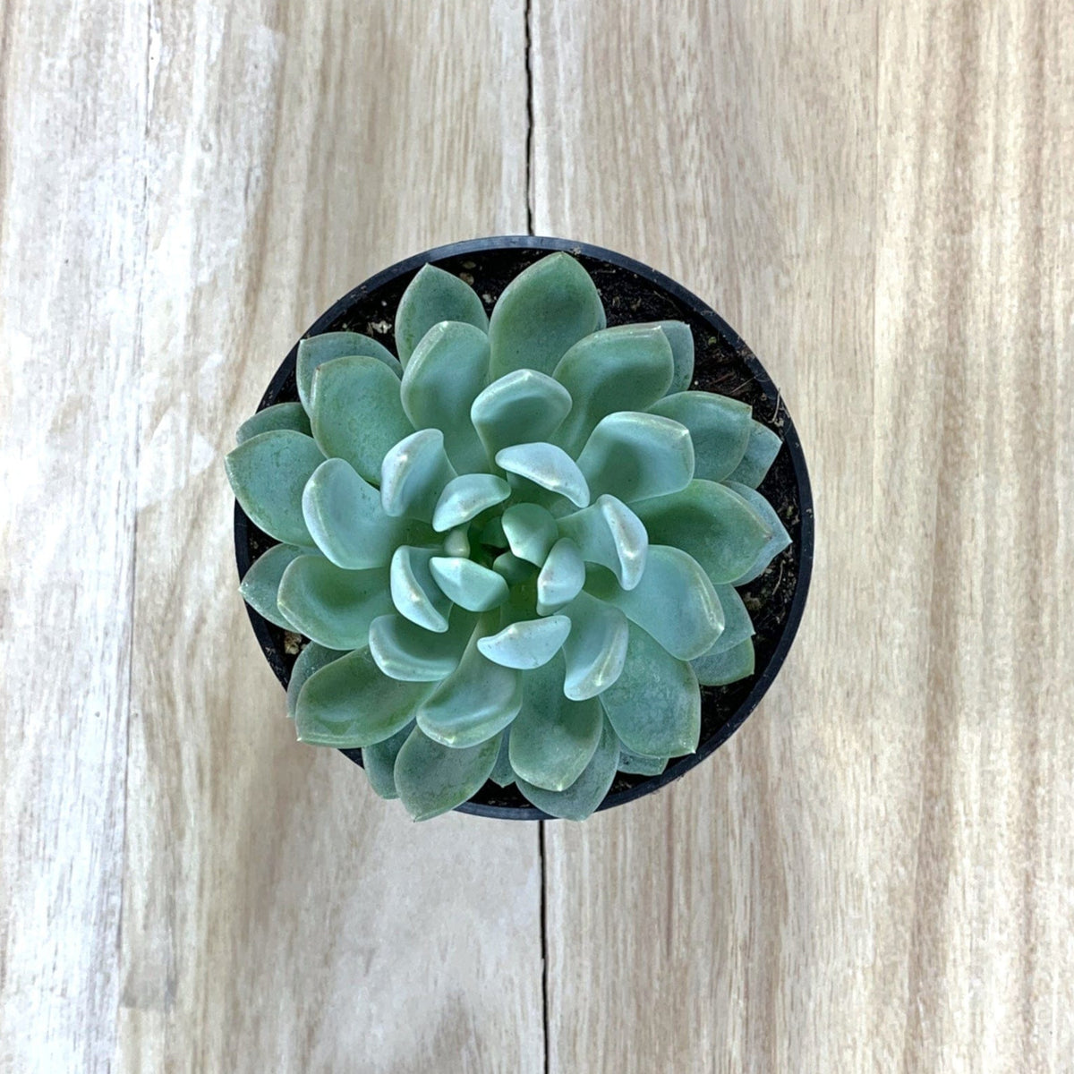 succulent blue elf Echeveria Blue Elf — Cactus en Ligne