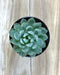 Echeveria Blue Elf - Cactus en ligne