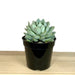 Echeveria Blue Elf - Cactus en ligne