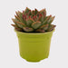 Echeveria Floreana - Cactus en ligne