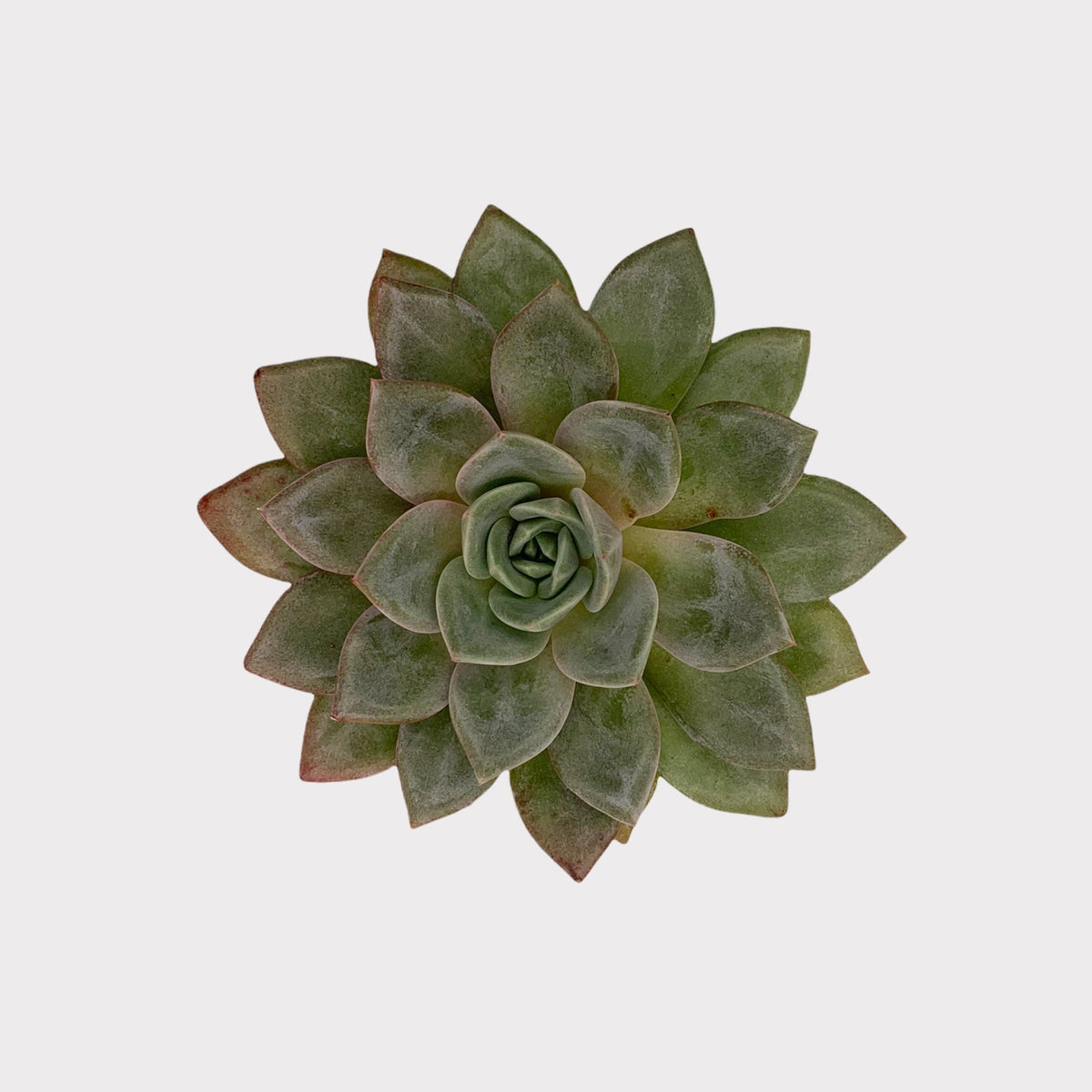 succulent german Echeveria German Champagne 3.5" — Cactus en Ligne