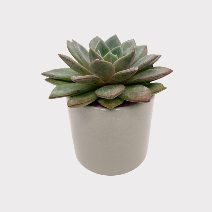 succulent german Echeveria German Champagne 3.5" — Cactus en Ligne