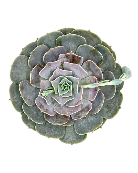 pollux succulent Echeveria Pollux 6" — Cactus en Ligne