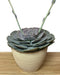Echeveria Pollux - Cactus en ligne