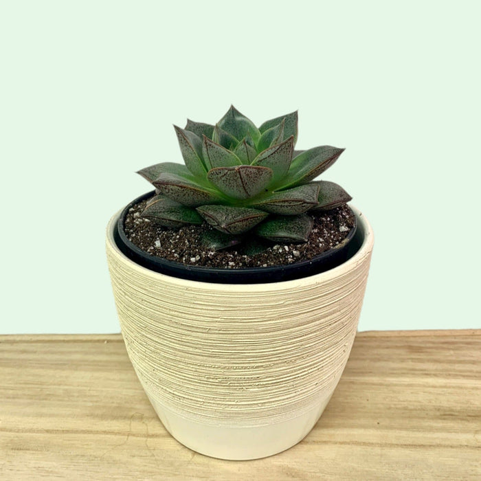 Echeveria Purpursorum - Cactus en ligne