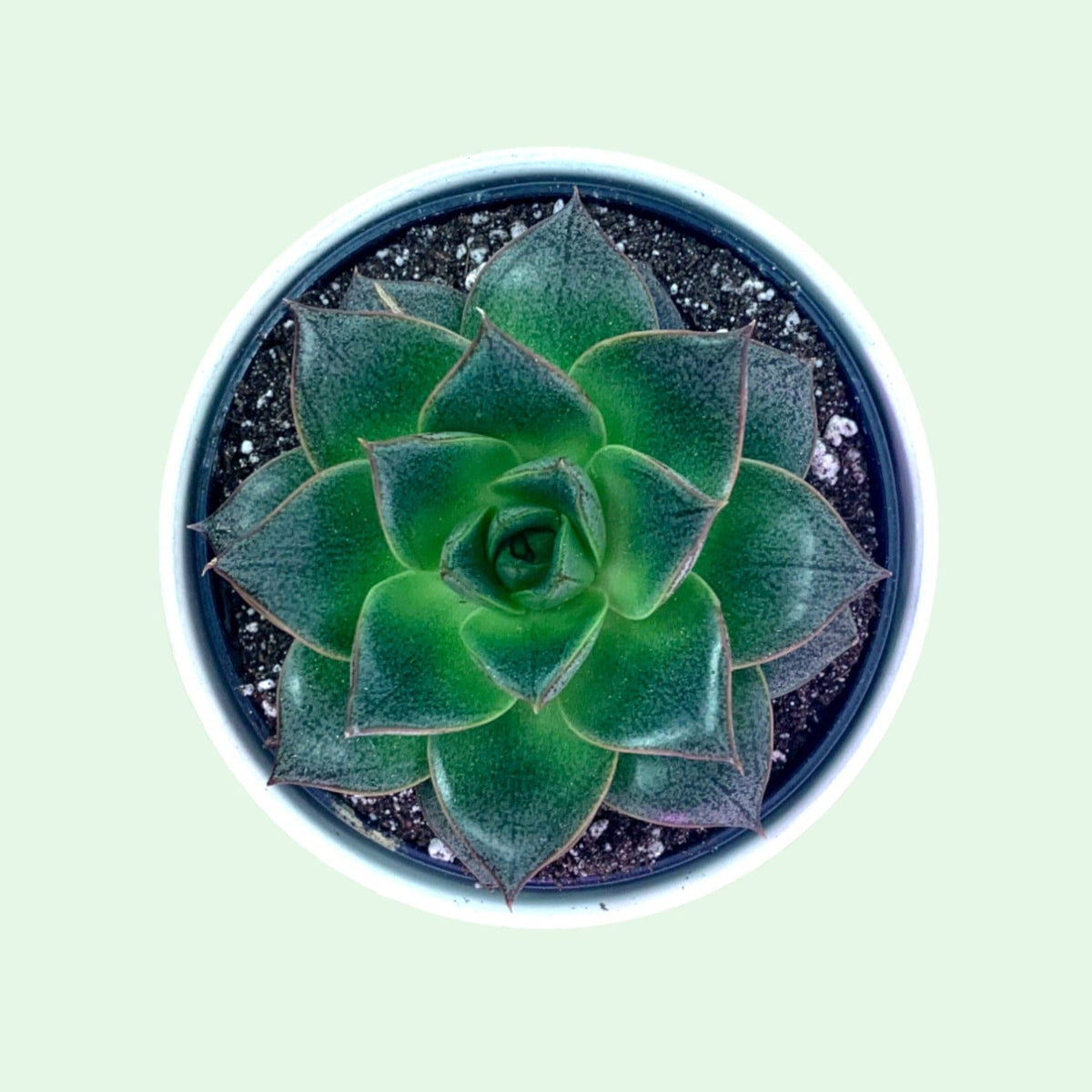 purpusorum succulent Echeveria Purpusorum — Cactus en Ligne