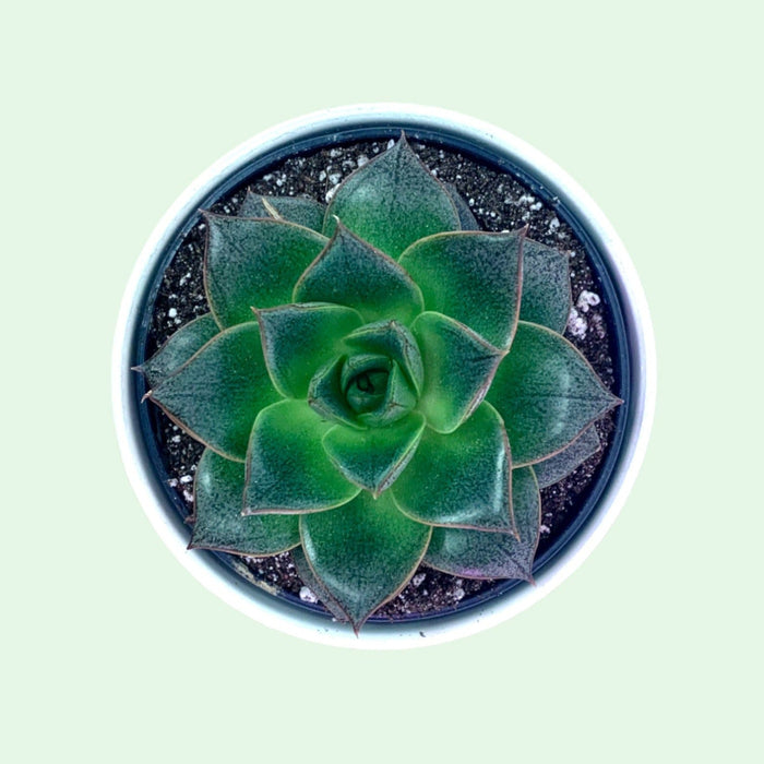 Echeveria Purpursorum - Cactus en ligne