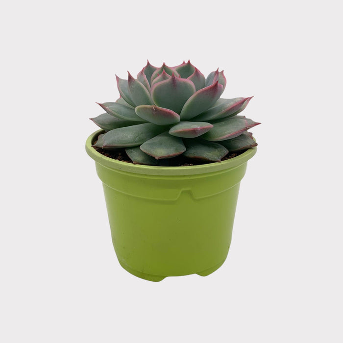 tippy succulent Echeveria Tippy 3.5" — Cactus en Ligne