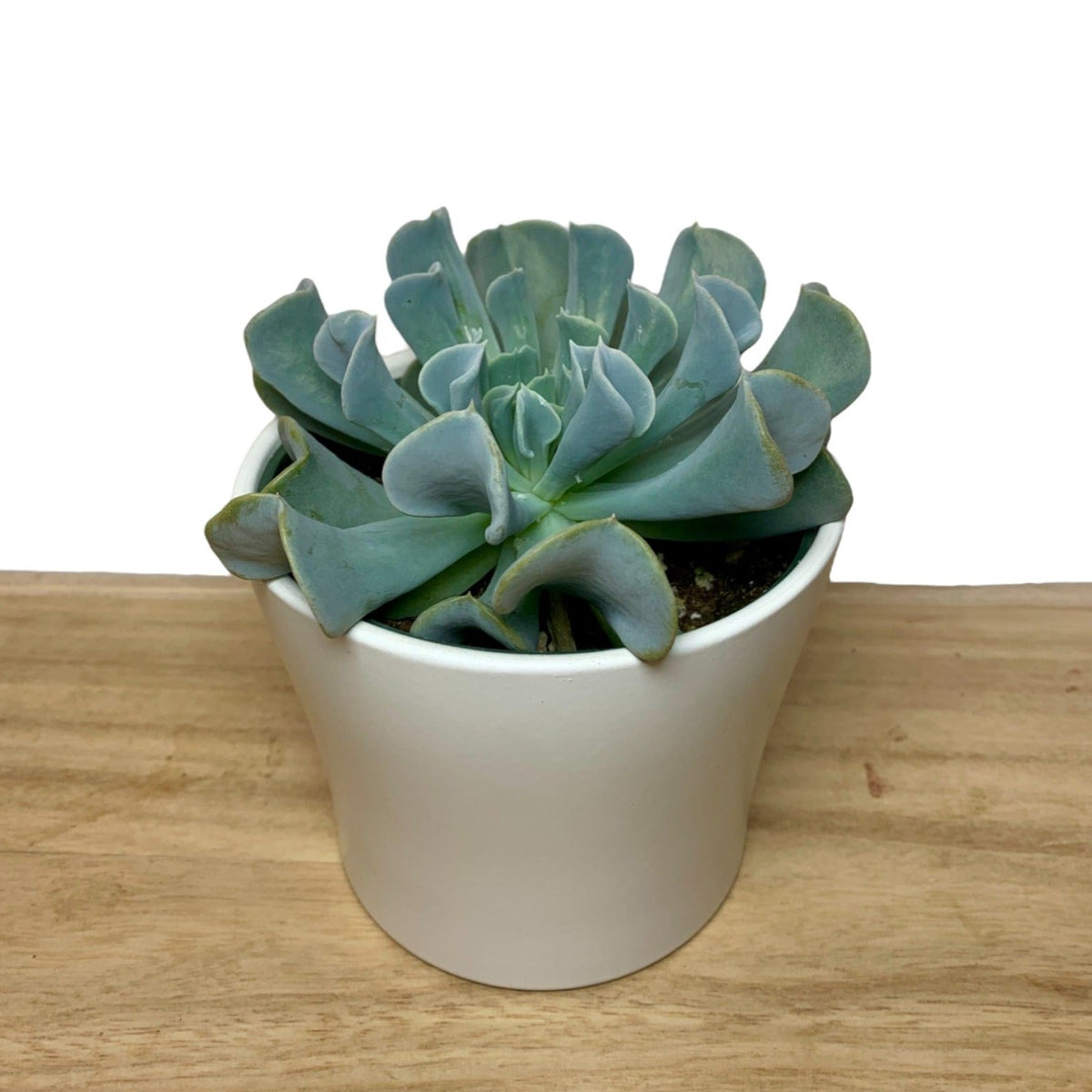 Echeveria Runyonii Topsy Turvy — Cactus en Ligne