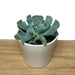 Echeveria Runyonii Topsy Turvy - Cactus en ligne
