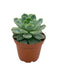 Echeveria Vertis - Cactus en ligne