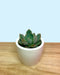 Echeveria Yummie - Cactus en ligne