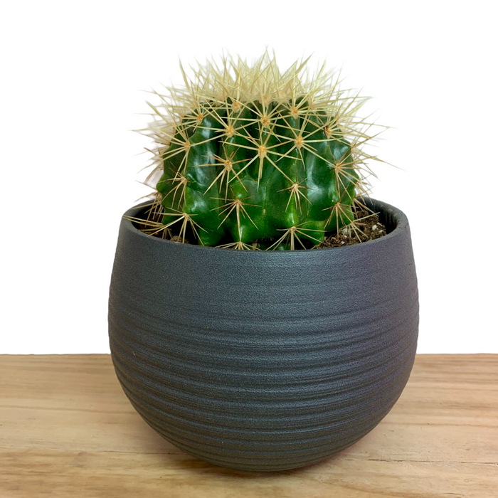 Echinocactus Grusonii 6" - Cactus en ligne