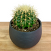 Echinocactus Grusonii 6" - Cactus en ligne