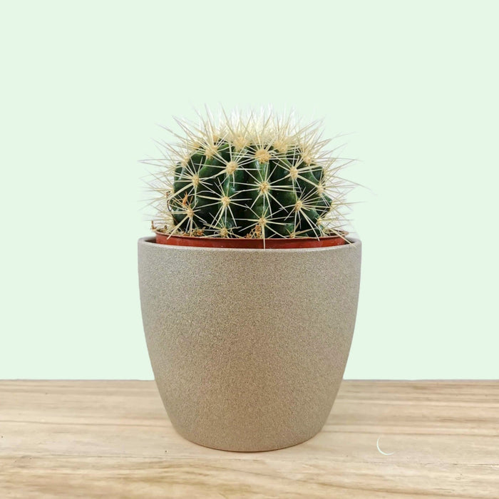 Golden barrel cactus - Cactus en ligne