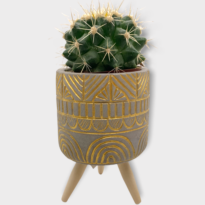 Golden barrel cactus - Cactus en ligne