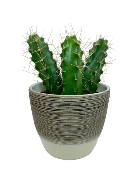 Echinocereus Berlandieri 4