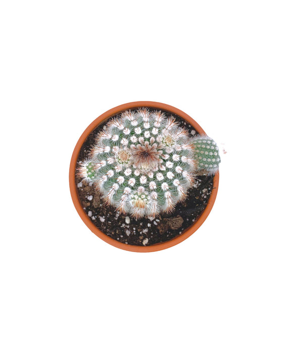 Echinocereus Reichenbachii - Cactus en ligne
