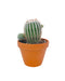 Echinocereus Reichenbachii - Cactus en ligne