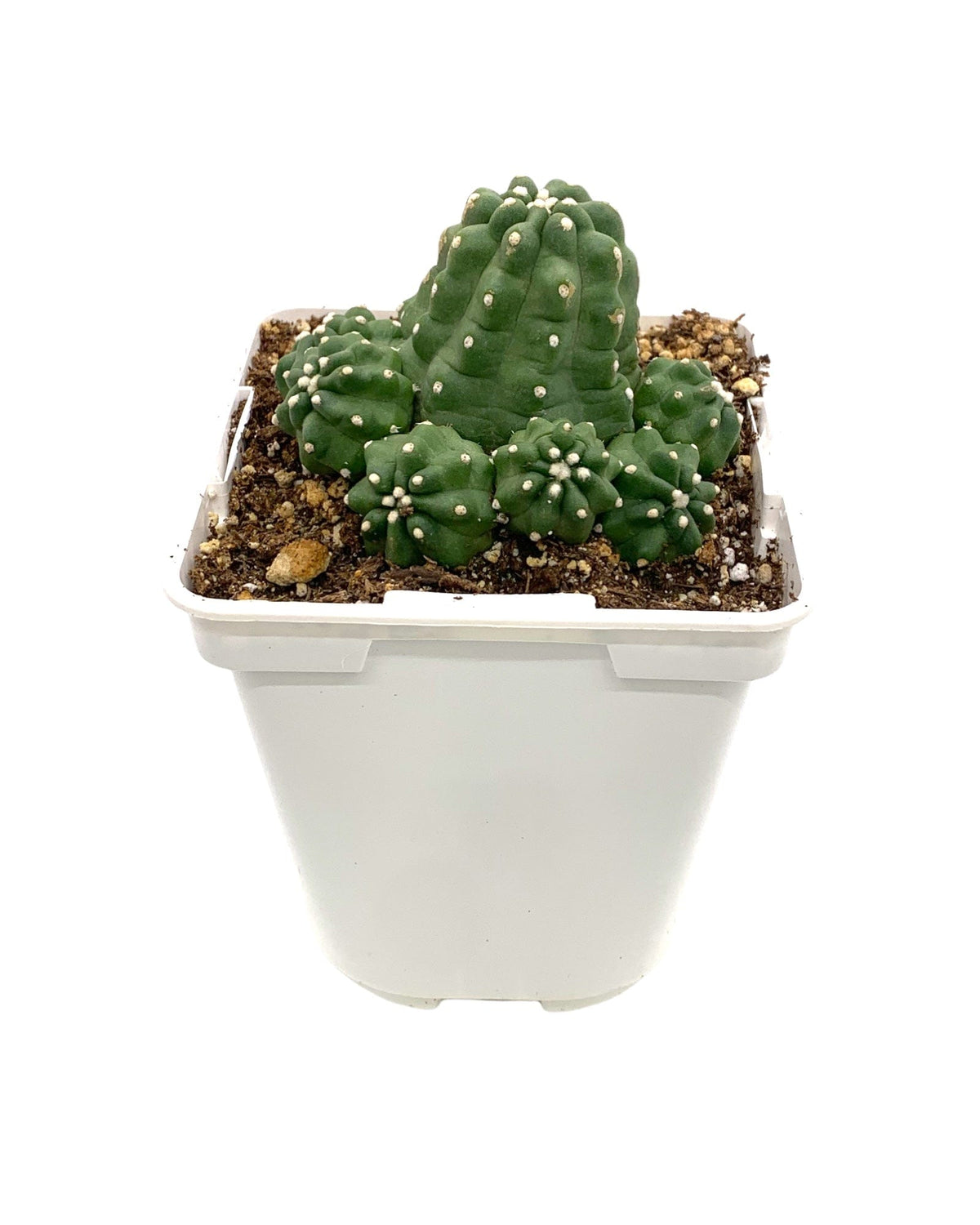 Echinocereus Triglochidiatus v. Mojavensis Inermis 4