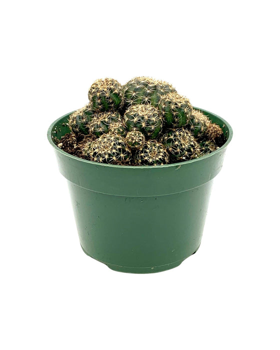 Echinopsis Ancistrophora - Cactus en ligne