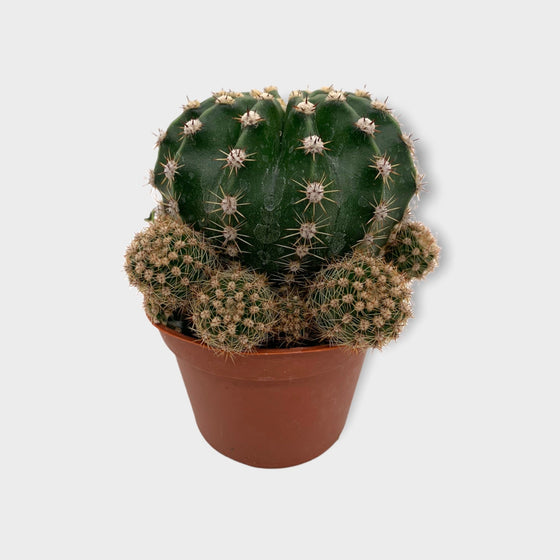 Echinopsis Eyriesii 2.5" - Cactus en ligne