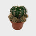 Echinopsis Eyriesii 2.5" - Cactus en ligne