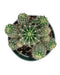 Echinopsis Eyriesii - Cactus en ligne