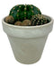Echinopsis Eyriesii - Cactus en ligne