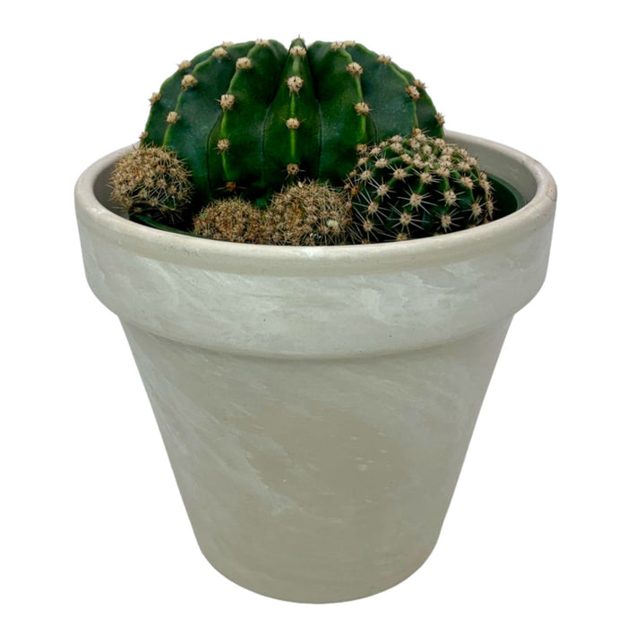 Mammillaria Spinosissima f. Rubrispina Cactus Piante Grasse Kakteen Succulent Mammillaria Spinosissima f. Rubrispina Cactus Piante Grasse Kakteen Succulent