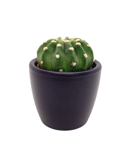 Echinopsis Subdenudata 'Domino' - Cactus en ligne