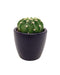 Echinopsis Subdenudata 'Domino' - Cactus en ligne