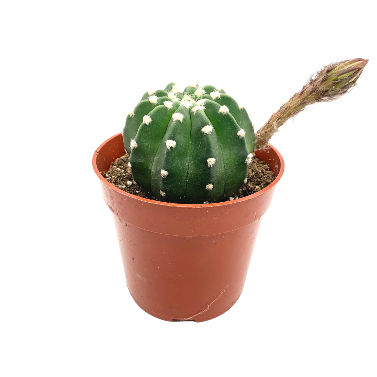 Echinopsis Subdenudata Domino — Cactus en Ligne