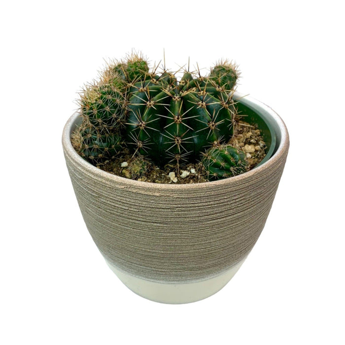 Echinopsis Tubarico - Cactus en ligne