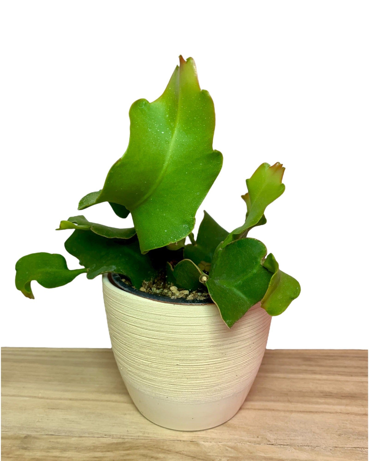 Epiphyllum Curly Sue 4