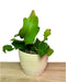 Epiphyllum Curly Sue - Cactus en ligne