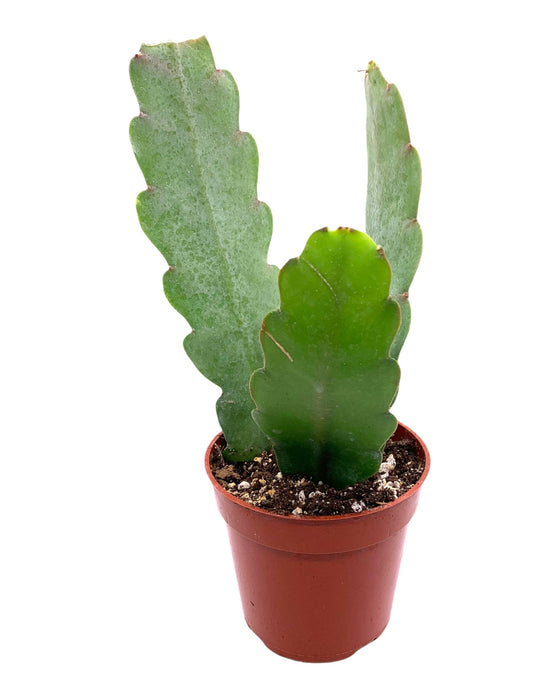 Epiphyllum orchid cactus - Cactus en ligne