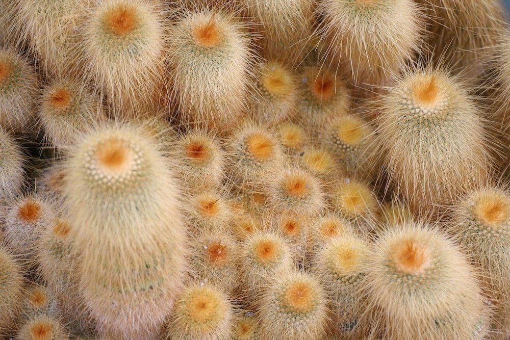 Espostoa Guentheri Wooly Cactus 2.5-4"