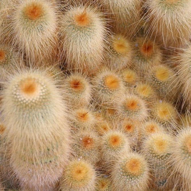 Espostoa Guentheri Wooly Cactus