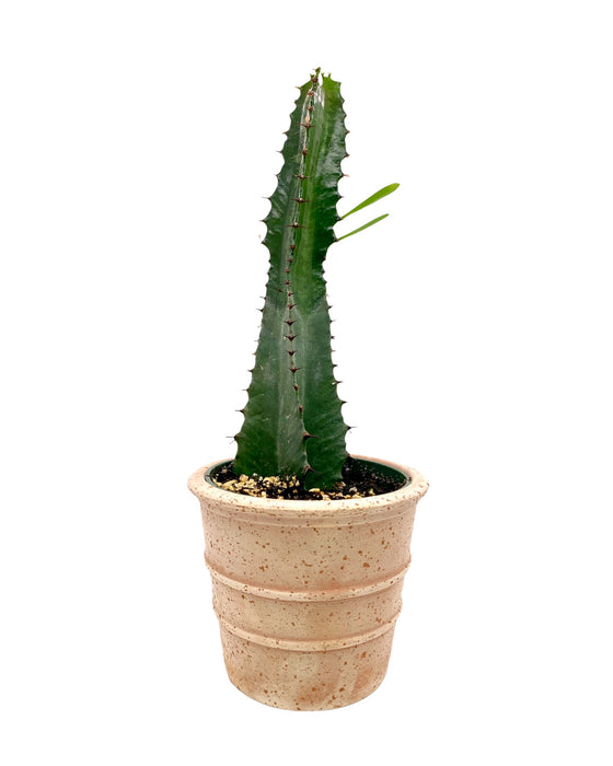 Euphorbia Acrurensis - Cactus en ligne